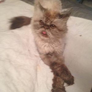 Meet your Posher, Chantel